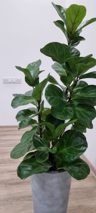 Фикус лирата бамбино