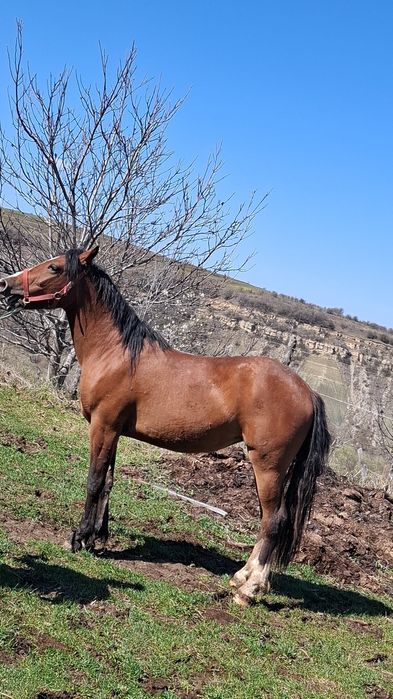 Vand manza de un an si doua luni