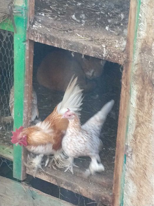 Vînd gîinuse pitice un cocosi și o gîină