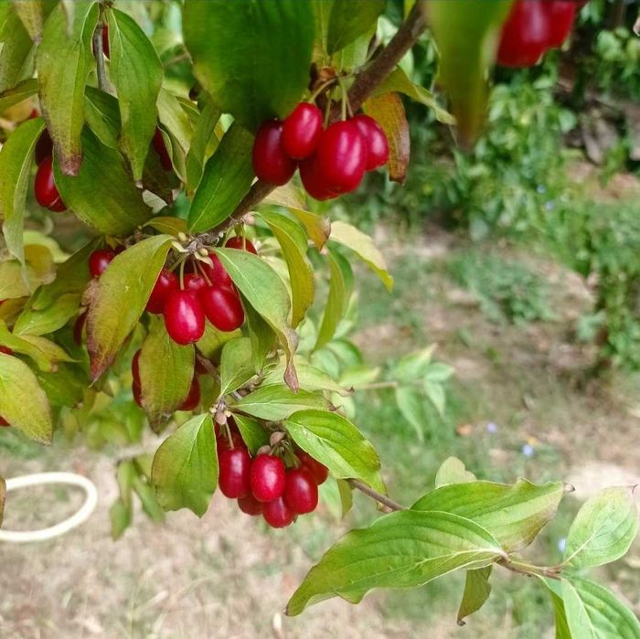 КИЗИЛ свеже-замороженый урожай.