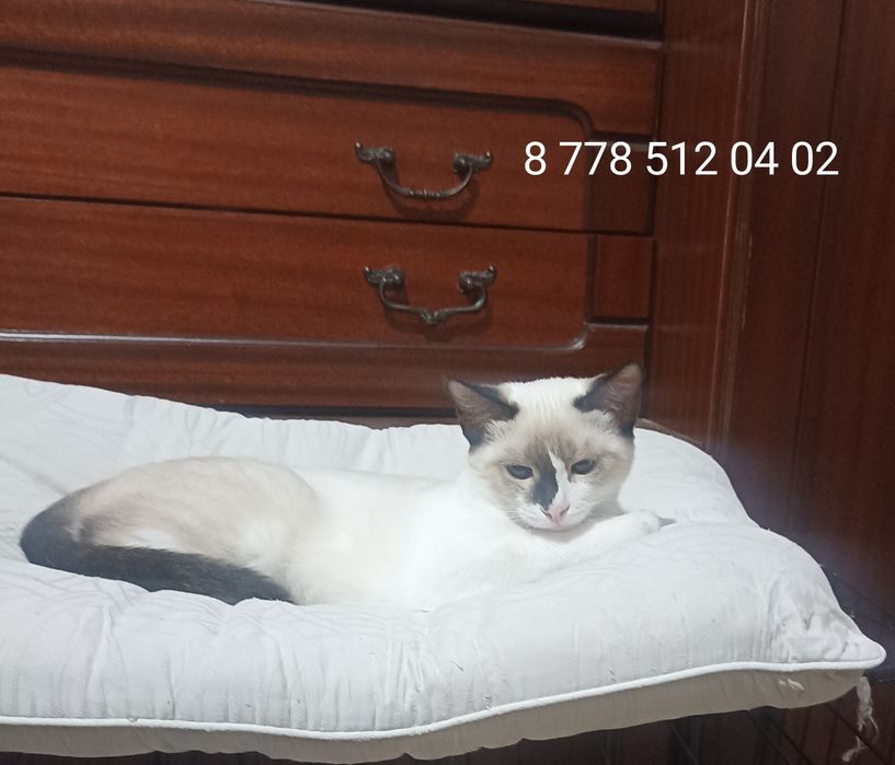 Котенок,девочка,3,5 мес в добрые руки