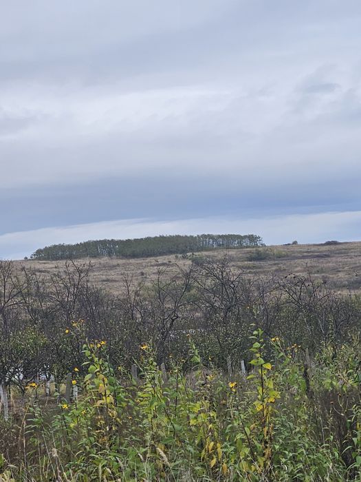 Vand 3Ha teren extravilan dealul viilor Lugoj Langa Pensiunea Lois
