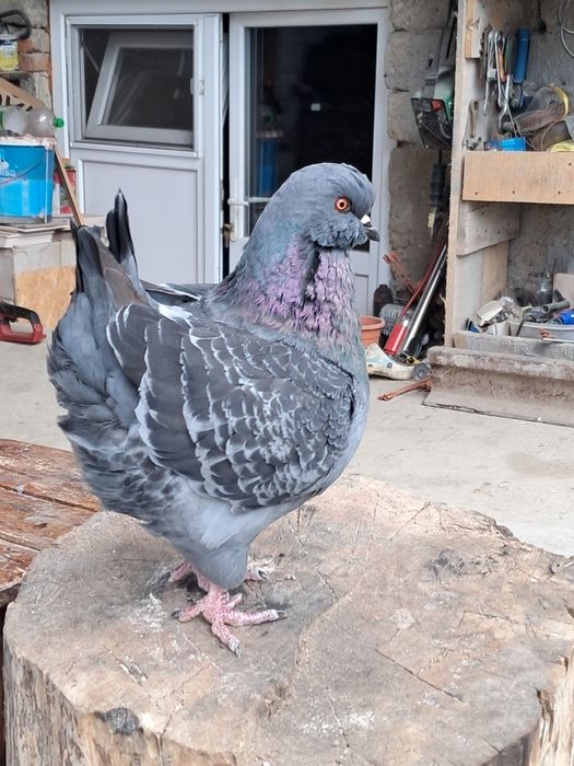 Porumbei rasă king ..