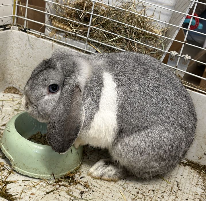 Клепоух заек + клетка