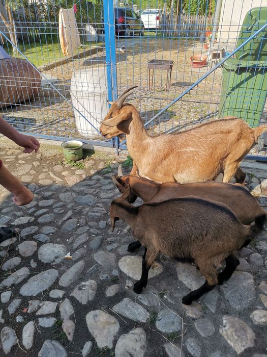 Capre Alpină de Banat
