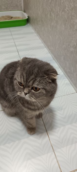 Продам кошку висаухи