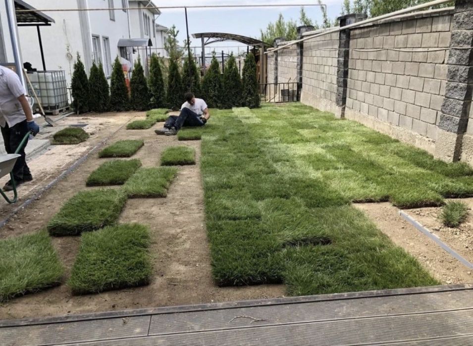 Газон егу рулонный газон