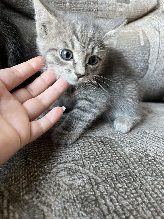 Отдам котят бесплатно