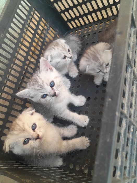 Seribristit shinshila