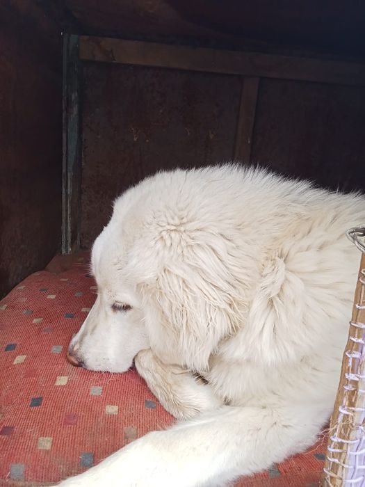 Девочка лабрадор 9 мес ищет своих хозяев