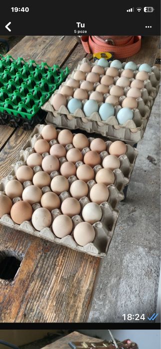 Oua  australorp,marans ,araucana  pentru incubat