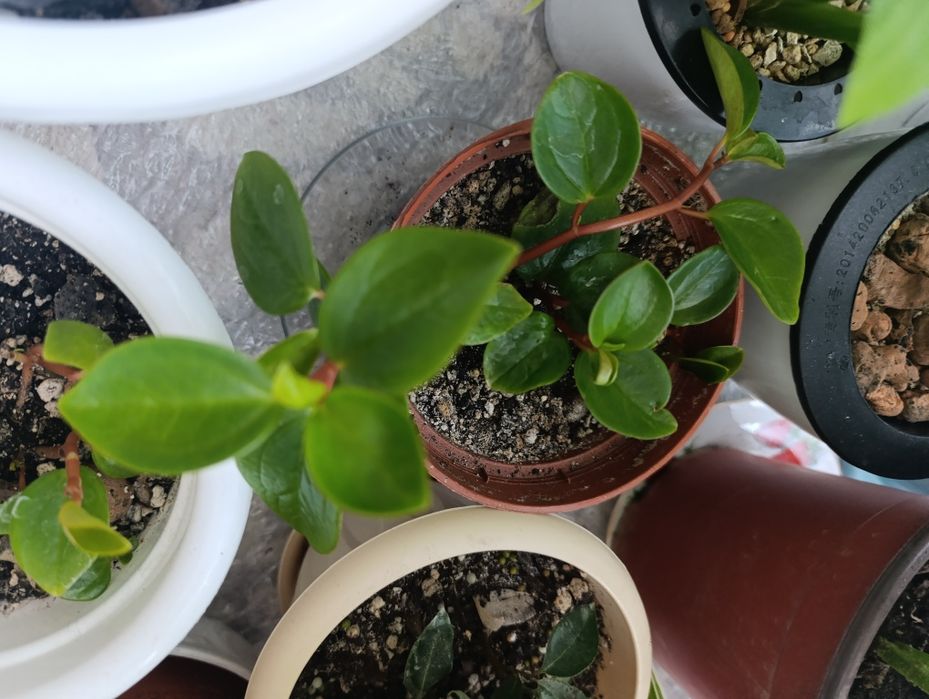 Комнатное растение