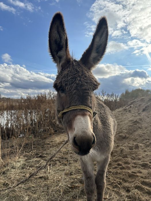 Жағажайда жалаңаш бикини киген қыздар