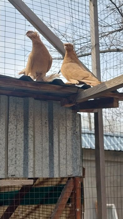 Kabutarlar novotilar