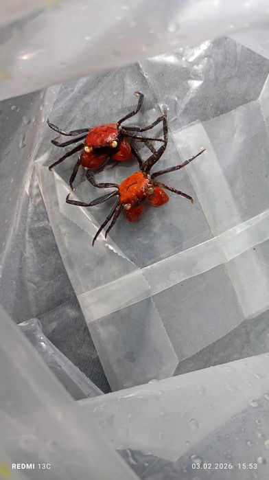 Краб красный вампир и краб дьявол