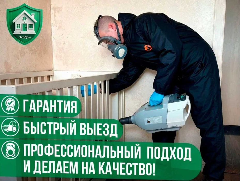 Уничтожение клопов тараканов блох Dezinfeksiya tarkan klapa kana klop