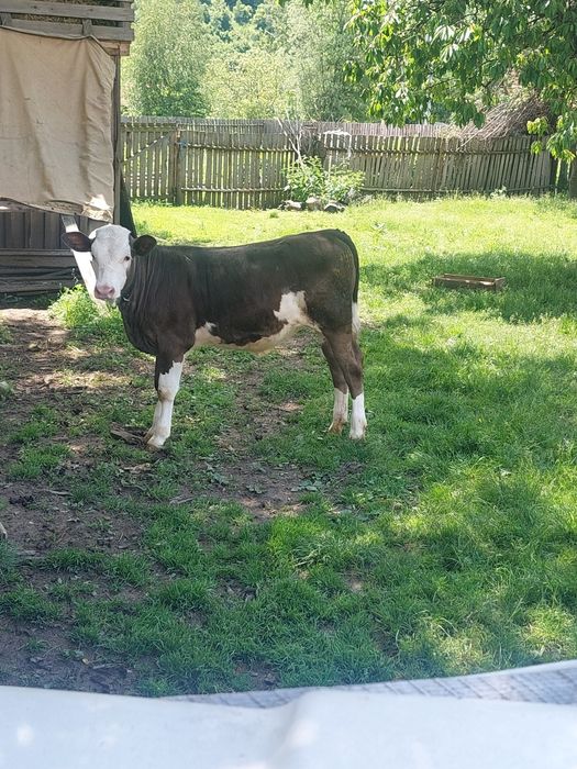 Vând vițică de 4 luni din vacă bruna și taur baltat! Detalii în privat!