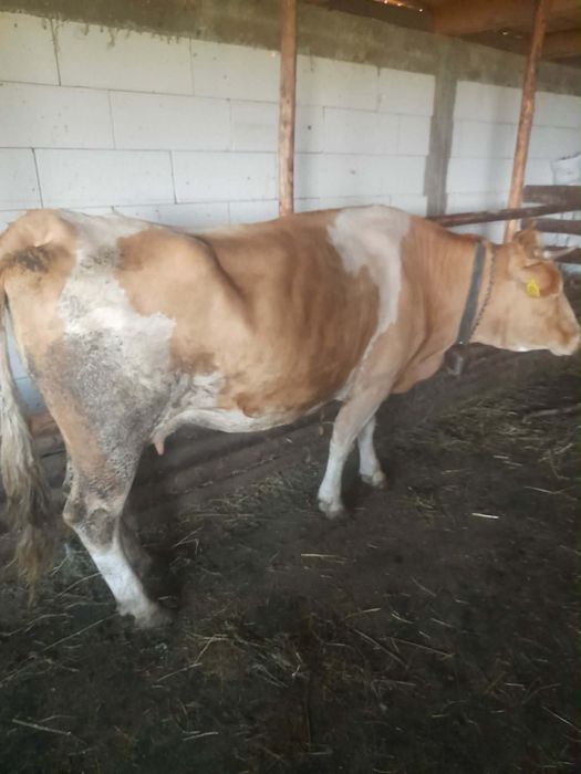 Vaci Bălțate Românești
