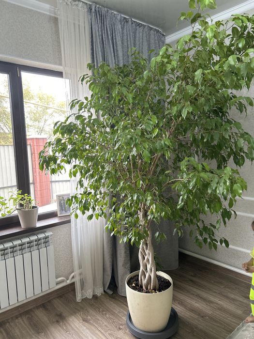 Цветок бенджеамина