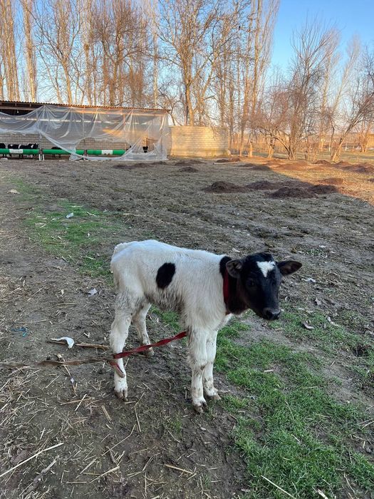 Она бола сигир 3-4 литр