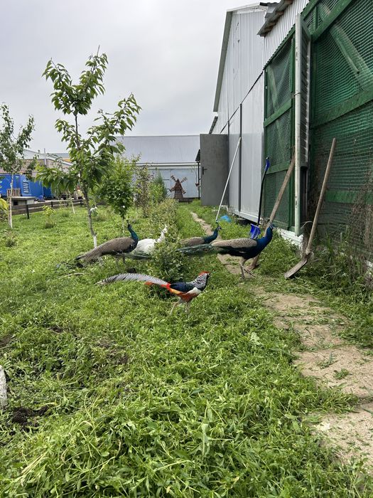Продаются павлины