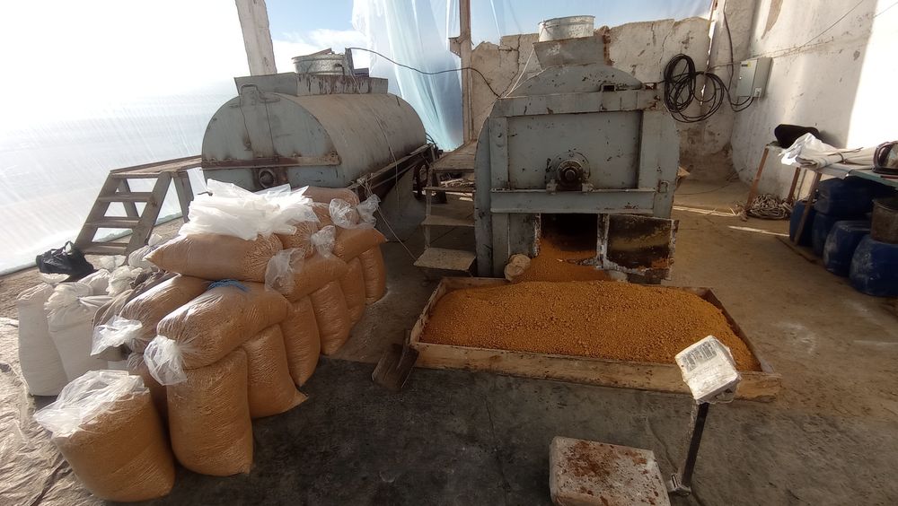 Jinsiy aloqa katta eshak