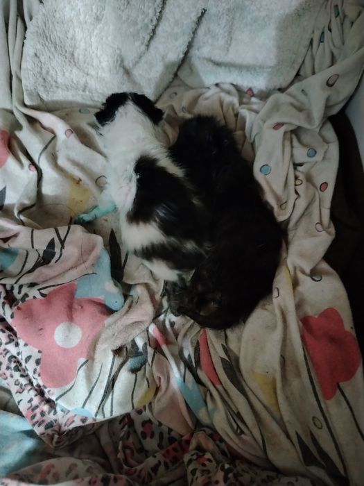 Mushukchalarga ona kerak srochno