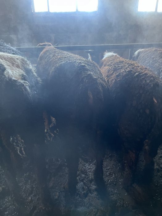 Продам бычков все пеньково