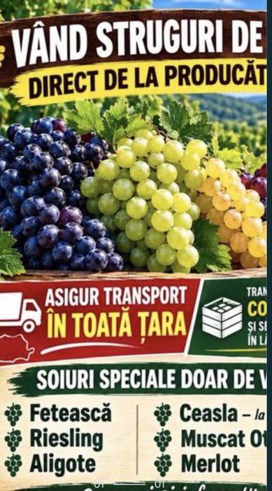 Struguri pentru vin