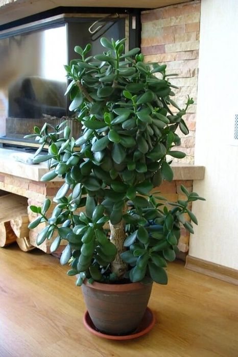 Продам домашние цветы