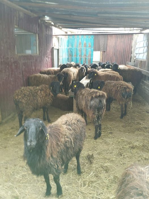 Кой Токты сатылады