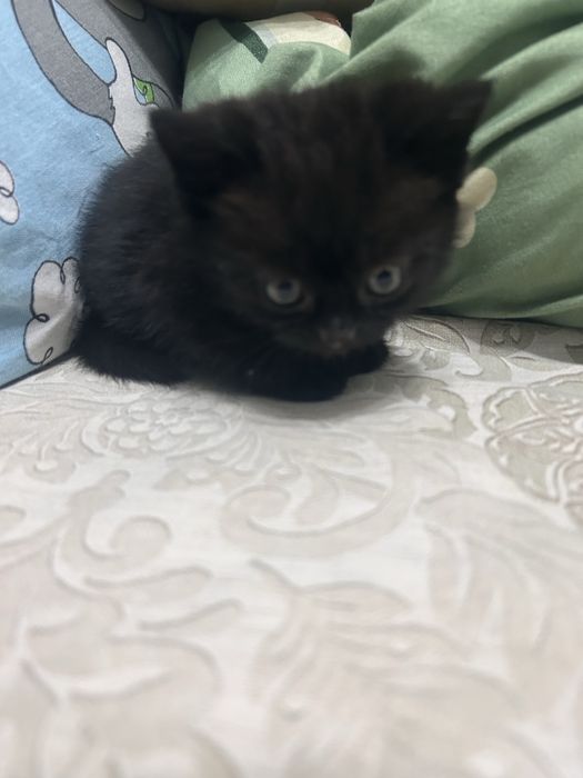 Отлам котят британских
