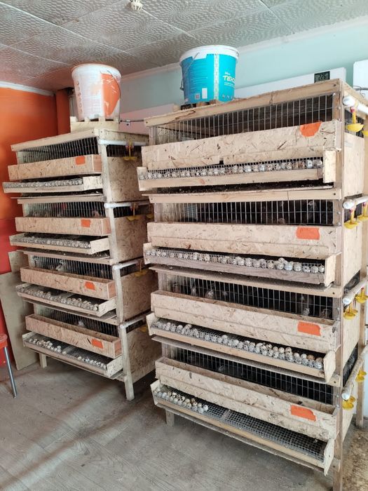 Продаётся клетка для перепелов.