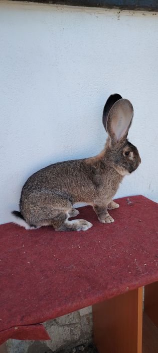 Mascul de Uriaș German gri la un an jumătate