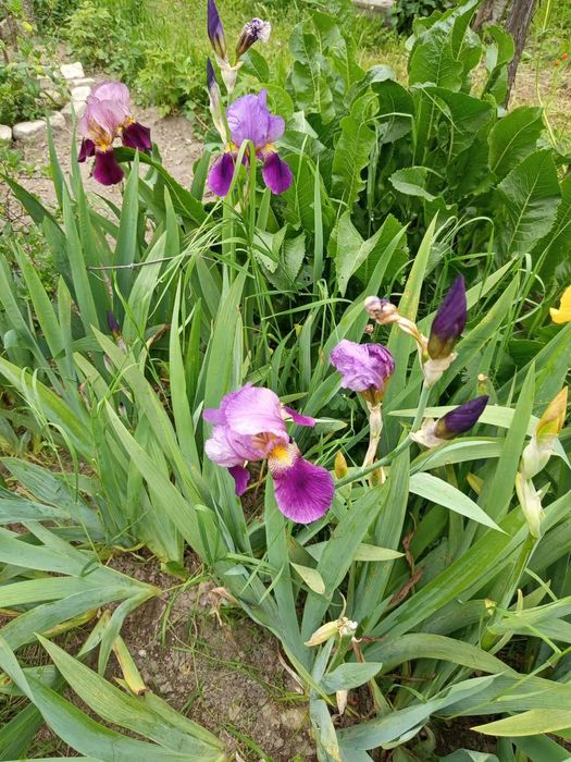 Продавам грудки от перуника /ириси/