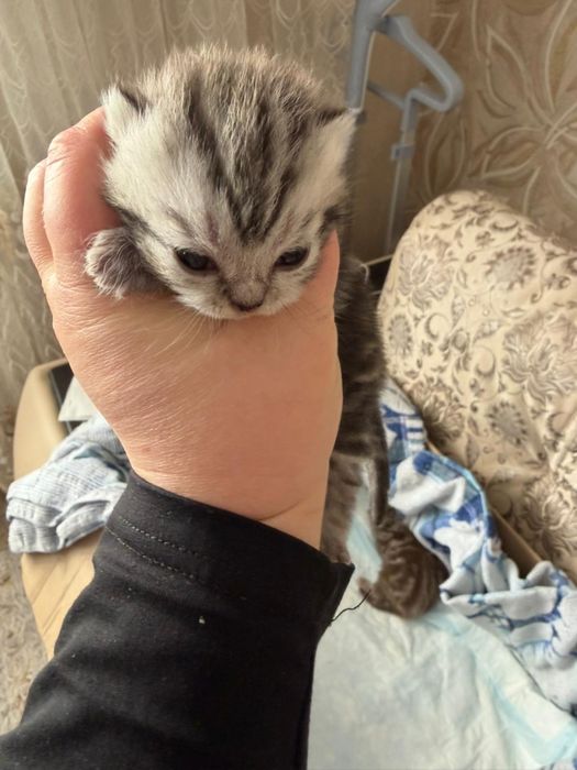 Шотландцы котята