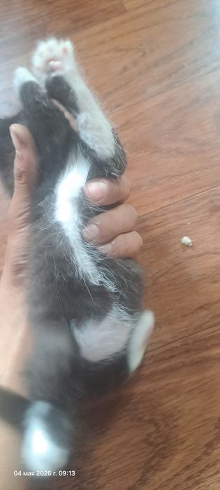 Отдам котят бесплатно