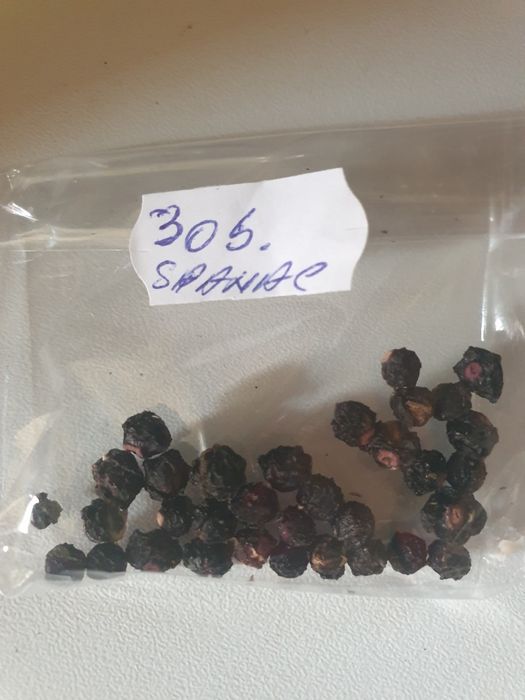 Spanac mov (malabar)