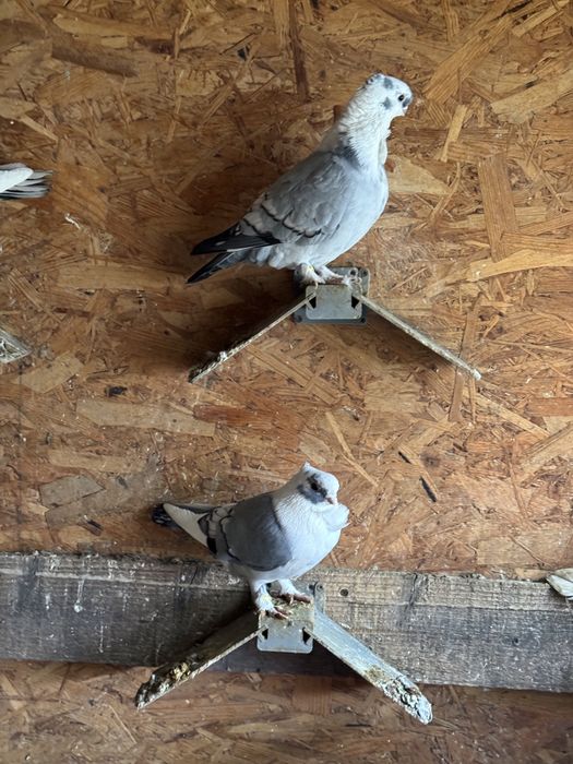 Vand porumbei misirli