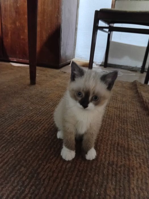 Котенок в подарок