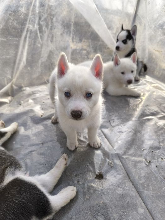 Dau pui huski siberieni