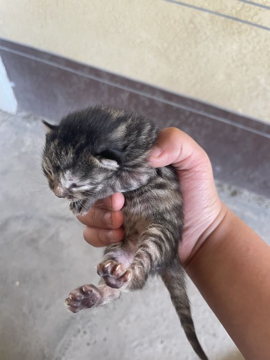 Damashniy mushuk , bolalari bilan