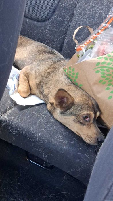 donez catelusa 10-11 luni