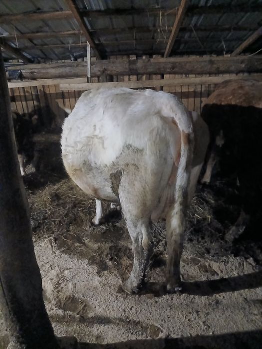 Vand vacii și juninci la prima fatare gestante împlinite de fatat și c