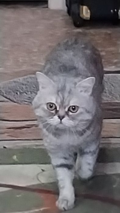 Наш  красавчик ищет самочку. очку.