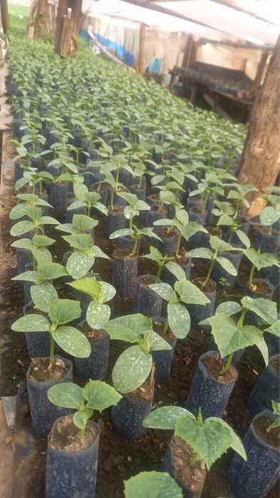 Răsaduri de vînzare