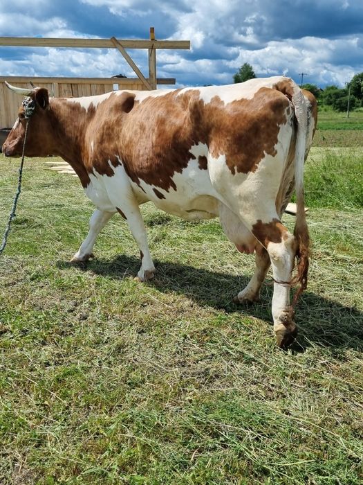 Vaca foarte buna de lapte vaca este insamantata cu al 5 vitel are acum 18 20 litri de lapte pe zi garantat mai multe detali la telefon are 700 de kg