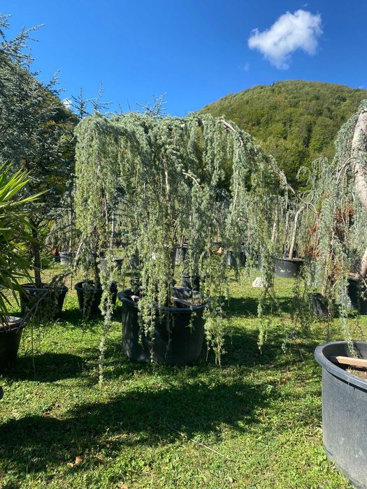 Plante pentru Gradina si Curte