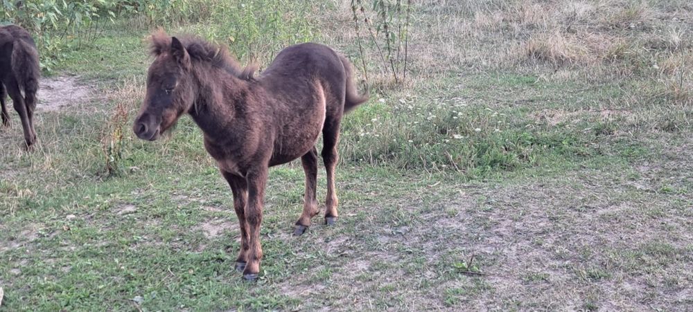 Mânzi de ponei de vânzare