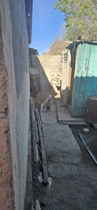 САО сатылады үш айлық